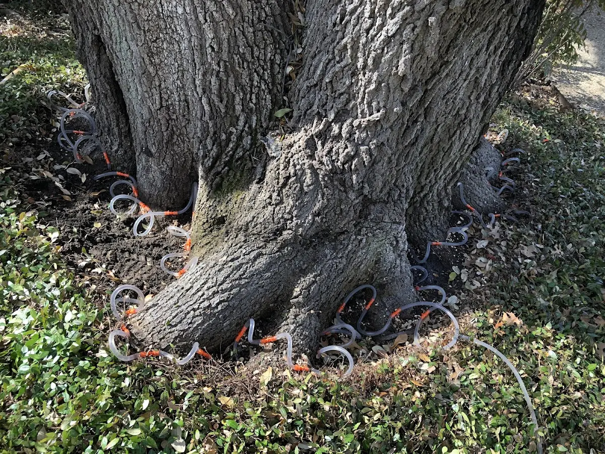 Detailed Tree Cabling and Bracing job site in Harleysville