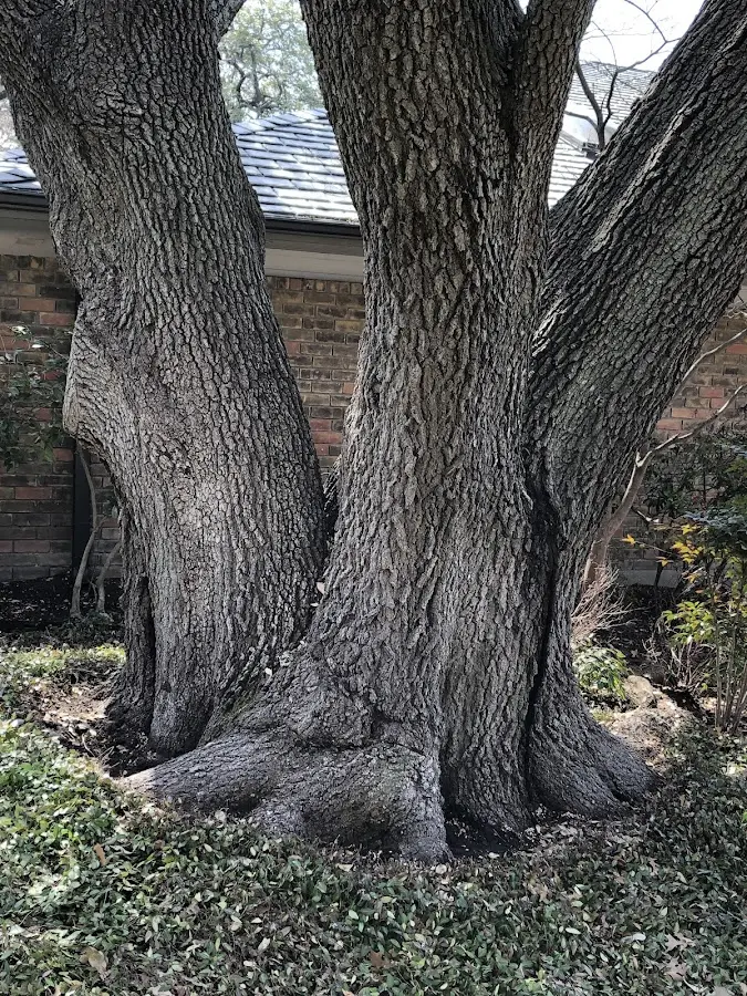 Mature heritage tree close to a Harleysville property cared for by certified arborists